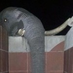 Elephants take over resort bathrooms for a quick drink