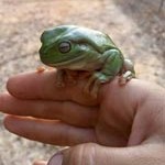 frog from an Australian toilet